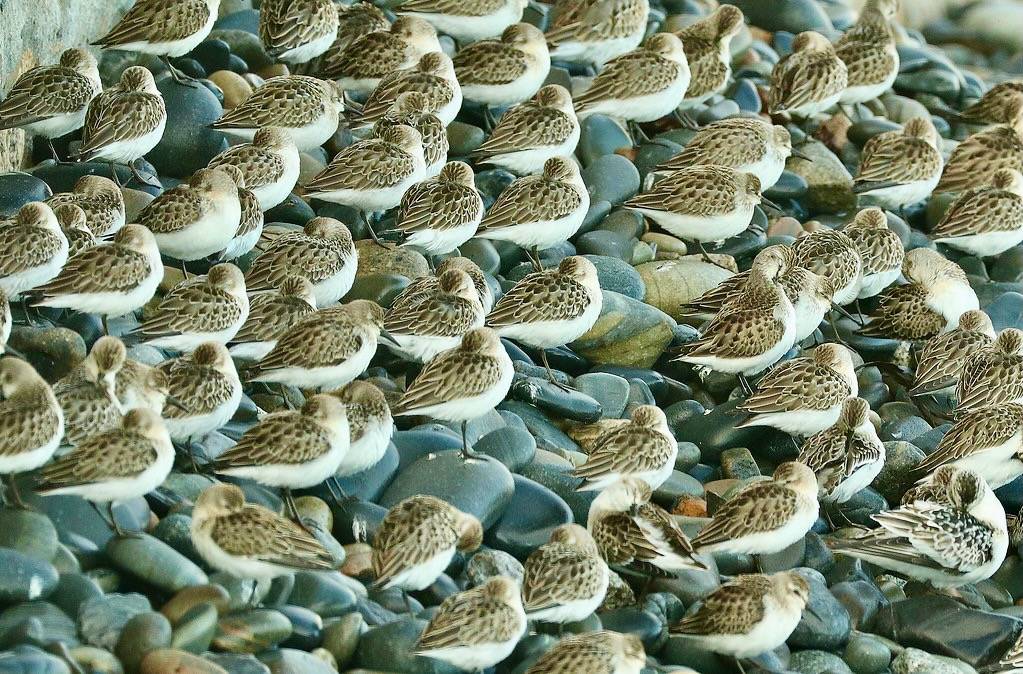 311 - SEMIPALMATED SANDPIPER (9-29-2018) wells, york co, maine -13 by Sloalan is marked with CC0 1.0.